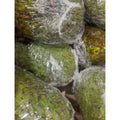 Soursop Fruit